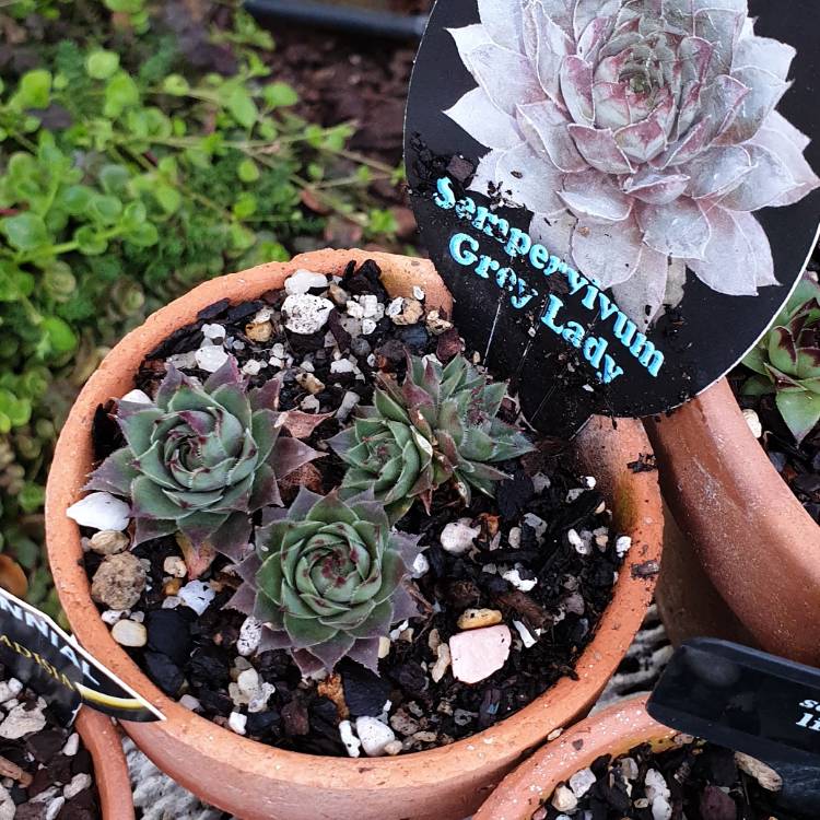 Plant image Sempervivum Grey Lady