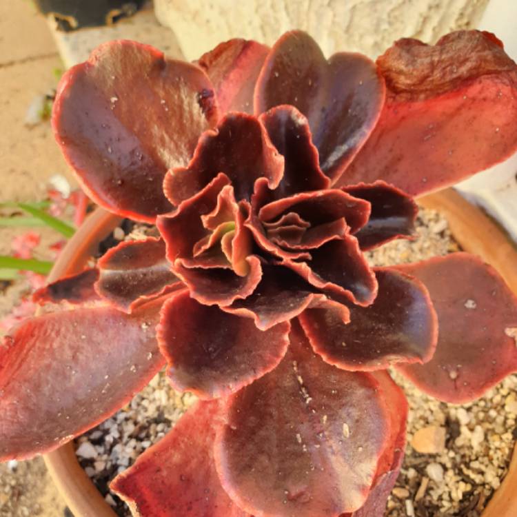 Plant image Echeveria Chocolate