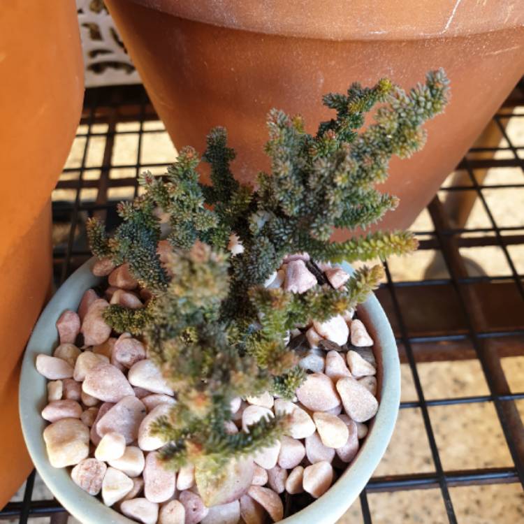 Plant image Crassula muscosa monstrosa