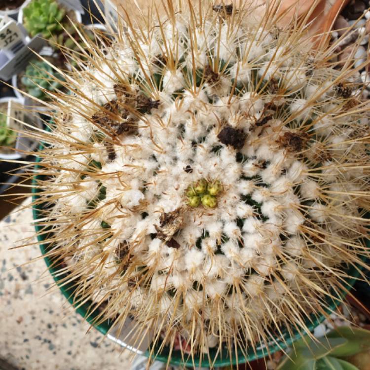 Plant image Stenocactus  syn. Echinofossulocactus