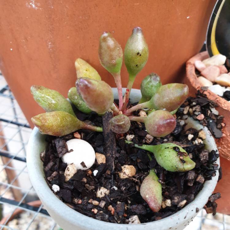 plant image 1187057