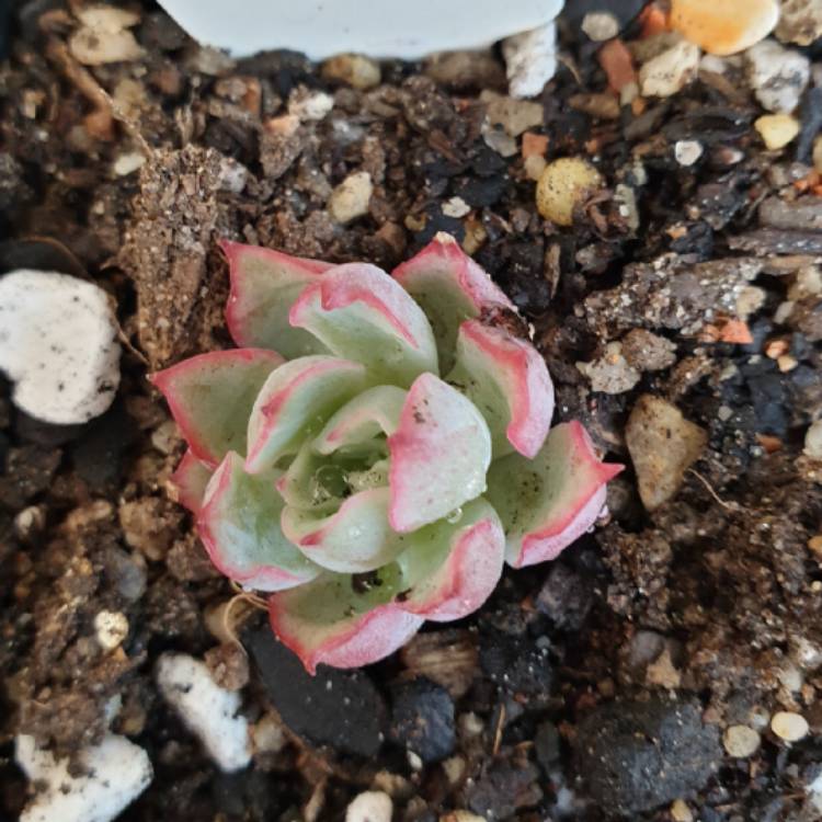Plant image Echeveria Californica Queen