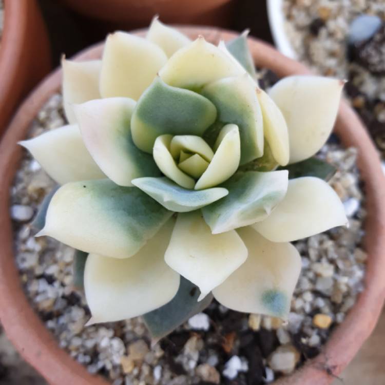 plant image 1190598