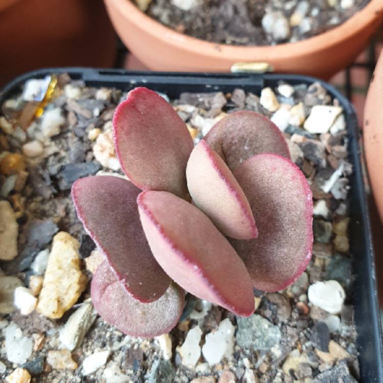 Plant image Adromischus Mirianiae v. Hallii