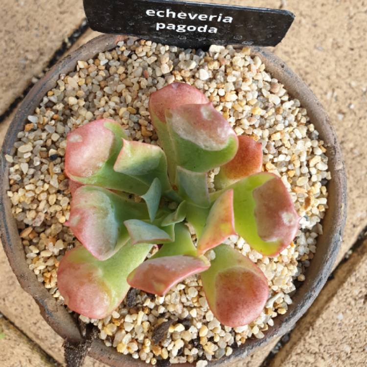 Plant image Echeveria Pagoda