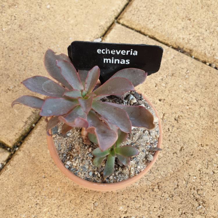 plant image 1205596