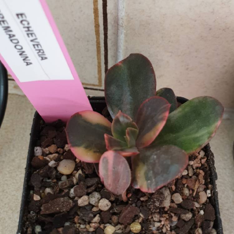 Plant image Echeveria Pre Madonna