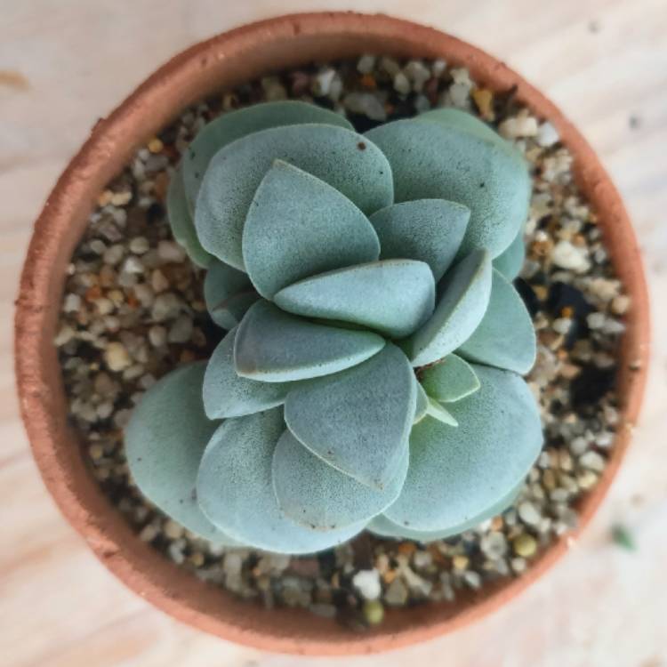 plant image 1303910