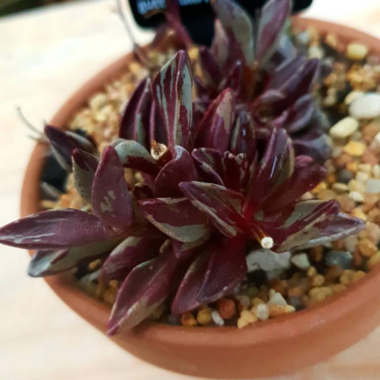 Plant image Lenophyllum guttatum variegata