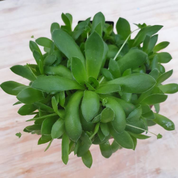 plant image 1303922