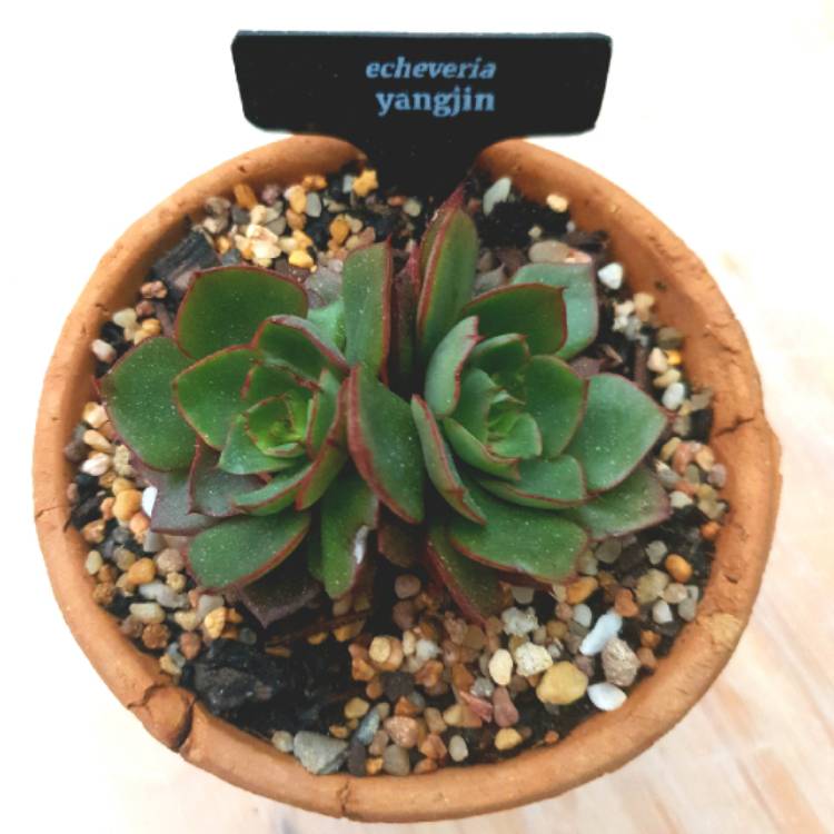 plant image 1303925