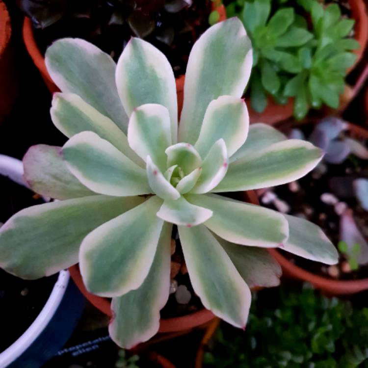 plant image 1303931 plant image 1303931