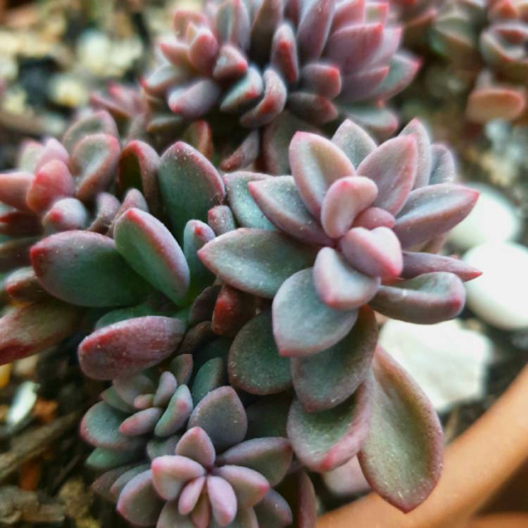 plant image 1303932 plant image 1303932