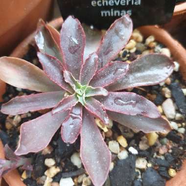 Echeveria Minas