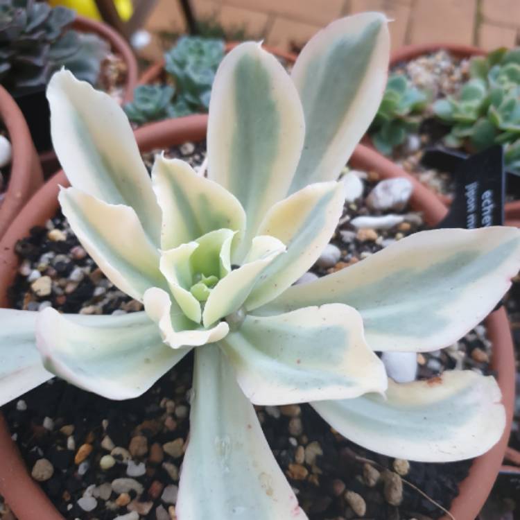 plant image 1304102