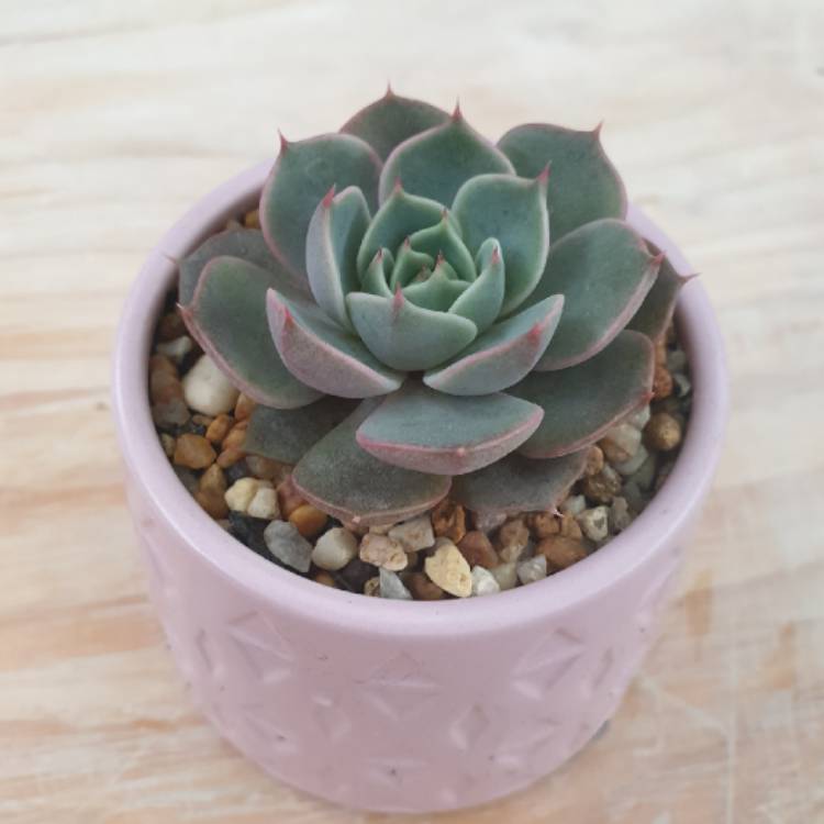 plant image 1304117