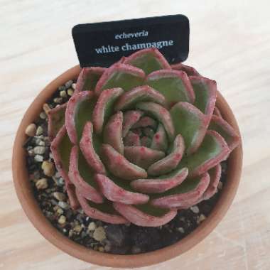 Echeveria Champagne
