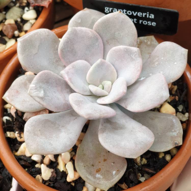 plant image 1304145