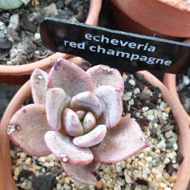Echeveria Champagne