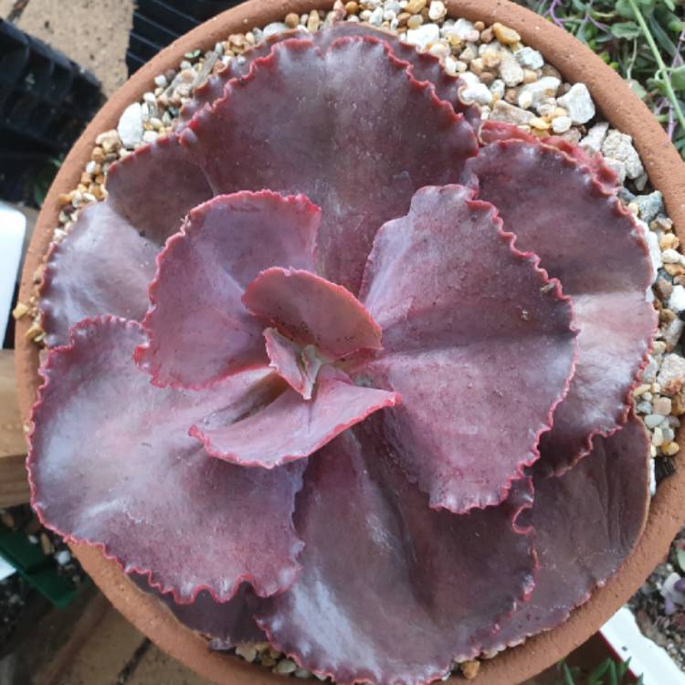 plant image 1304338