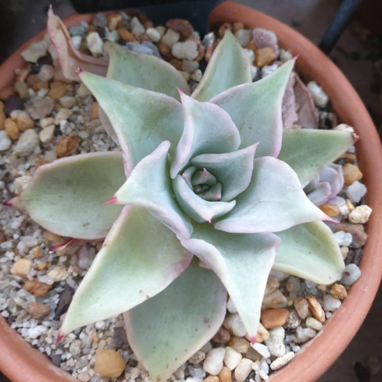 plant image 1304350