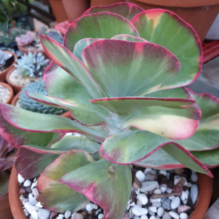plant image 1304428 plant image 1304428