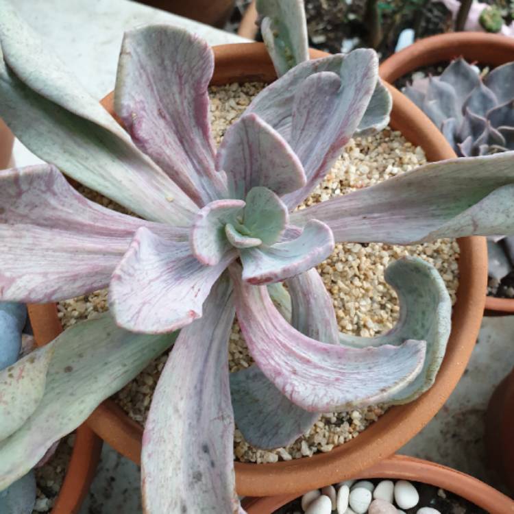 plant image 1305209