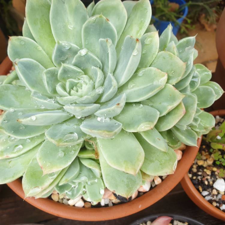 plant image 1306501