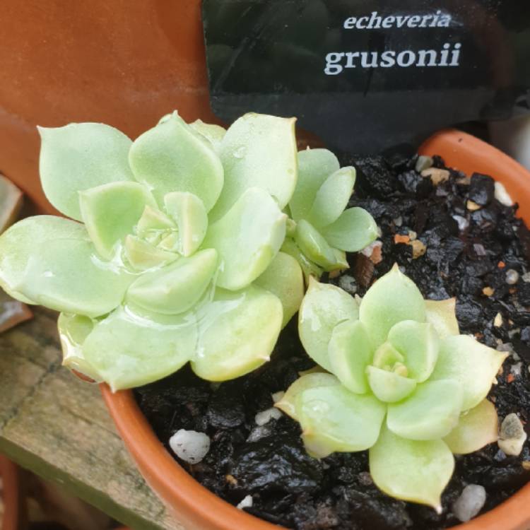 Plant image Echeveria Grusonii