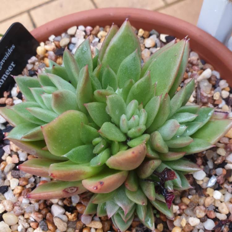 plant image 1306642