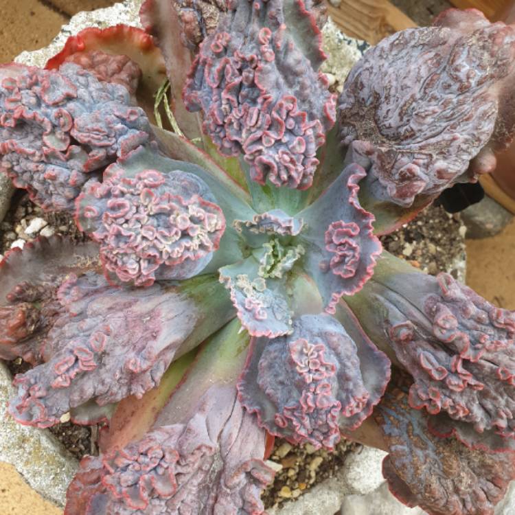plant image 1306658