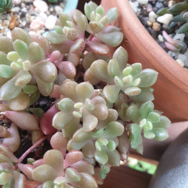 plant image 1306737