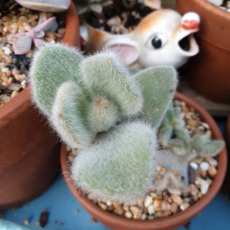 Plant image Kalanchoe tomentosa 'Super Fuzzy'