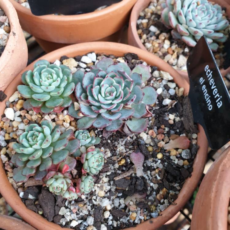 plant image 1324690