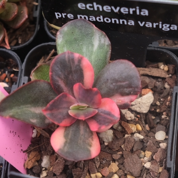 plant image 1339396