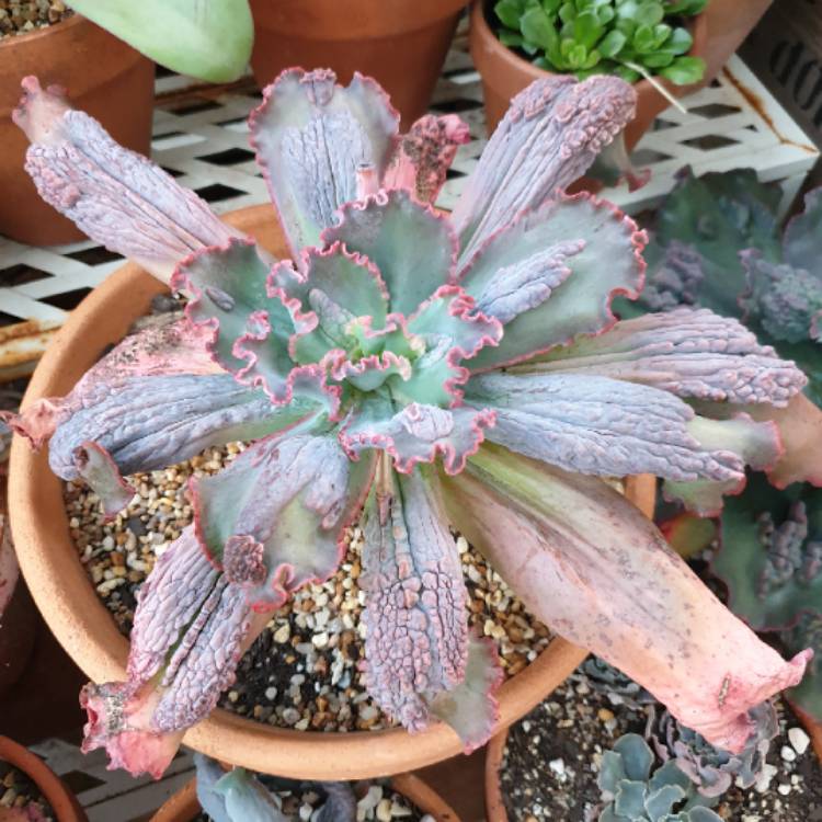 Plant image Echeveria Virginia lee