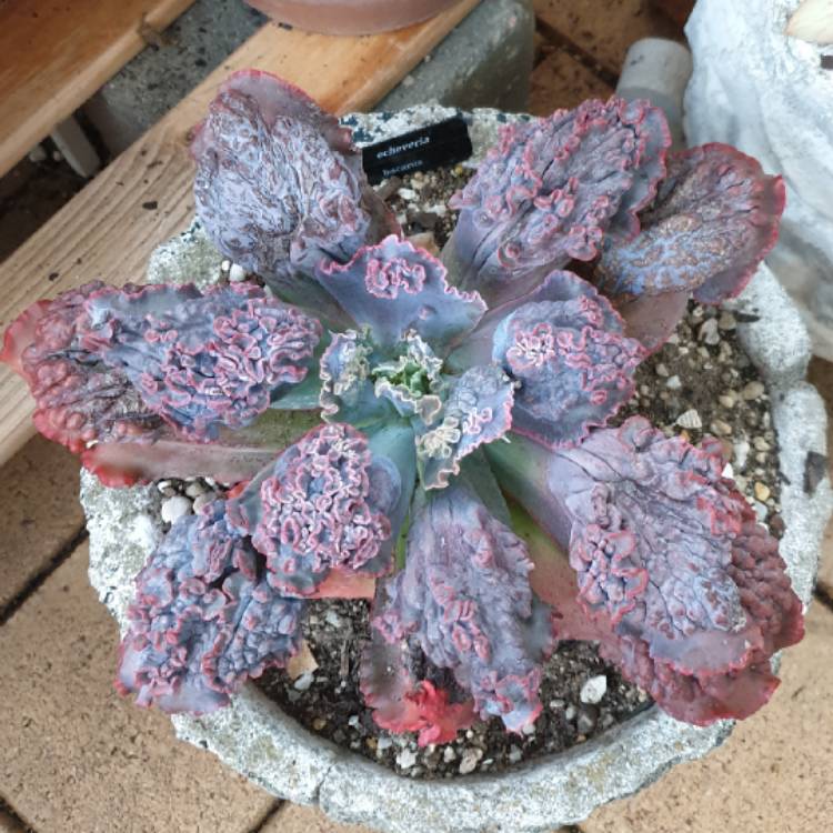 plant image 1340146