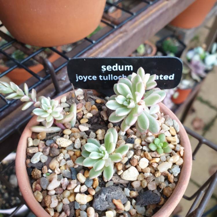 plant image 1340151