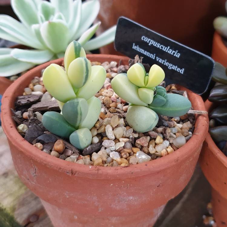 Plant image Corpuscularia lehmannii variegated