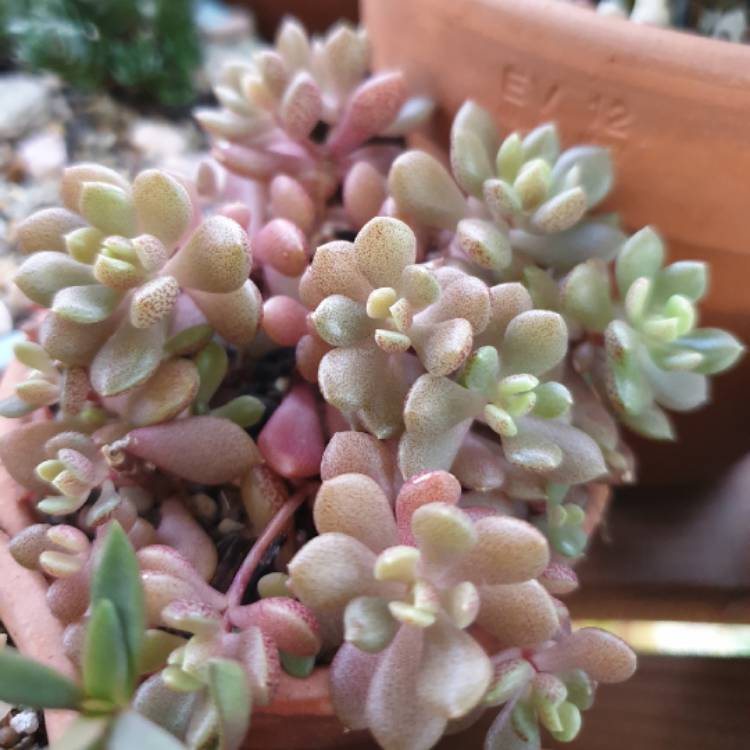 Plant image Sinocrassula Densirosulata