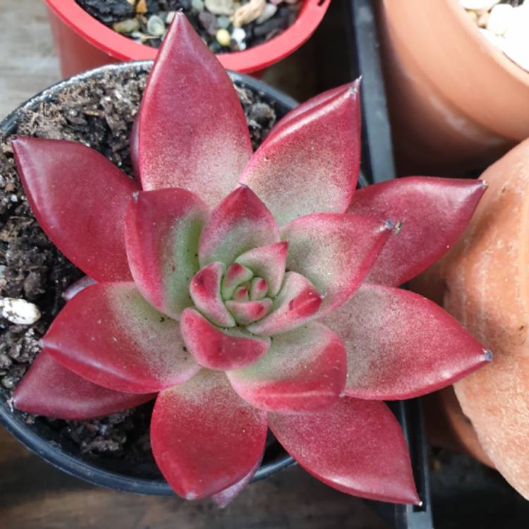 Plant image Echeveria Agavoides Romeo Rubin