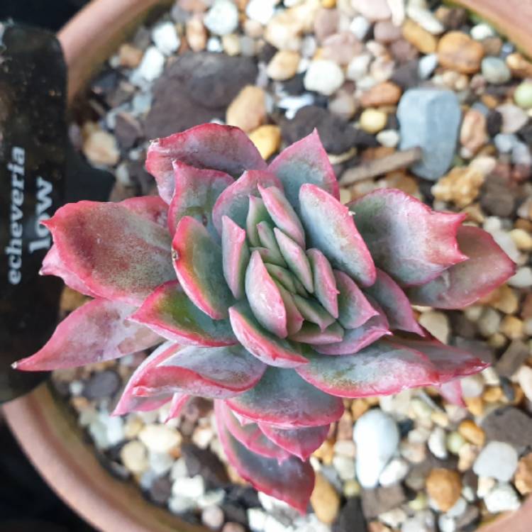 Plant image Echeveria Low