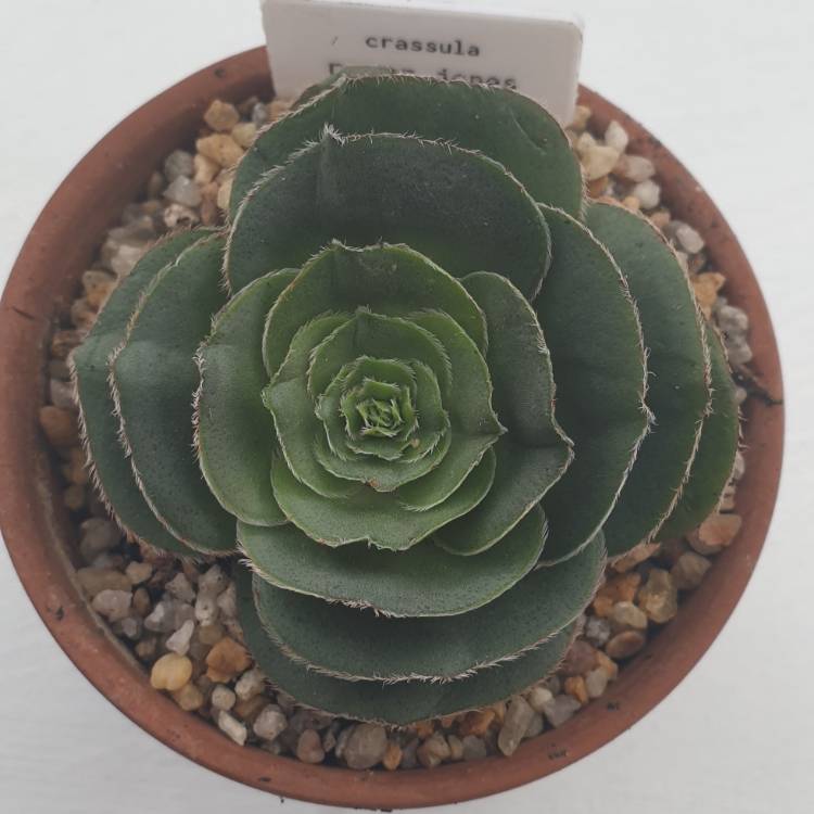 Plant image Crassula 'Roger Jones'