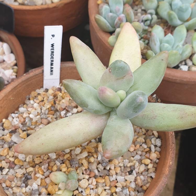 Plant image Pachyphytum werdermanii