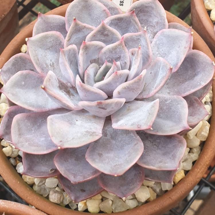 Plant image Echeveria Peerless