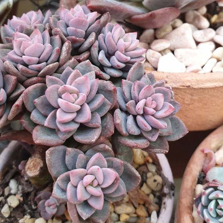 Plant image Echeveria Manaudes