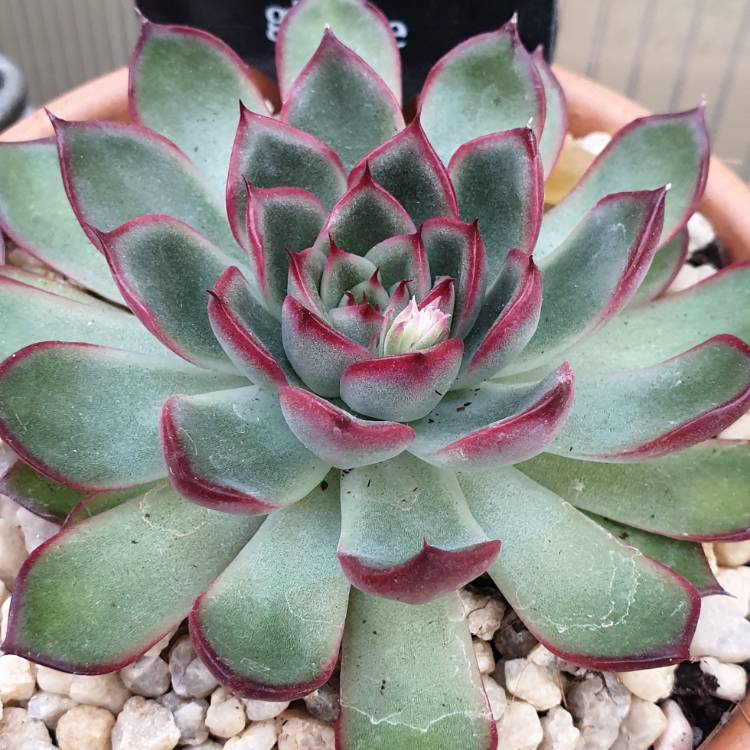 plant image 1507715