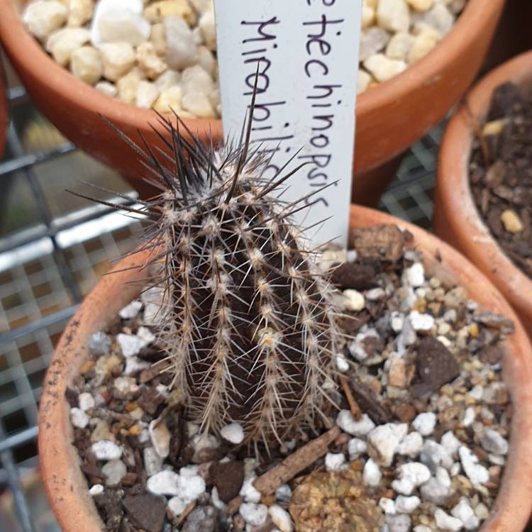 Plant image Echinopsis mirabilis syn. Setiechinopsis mirabilis