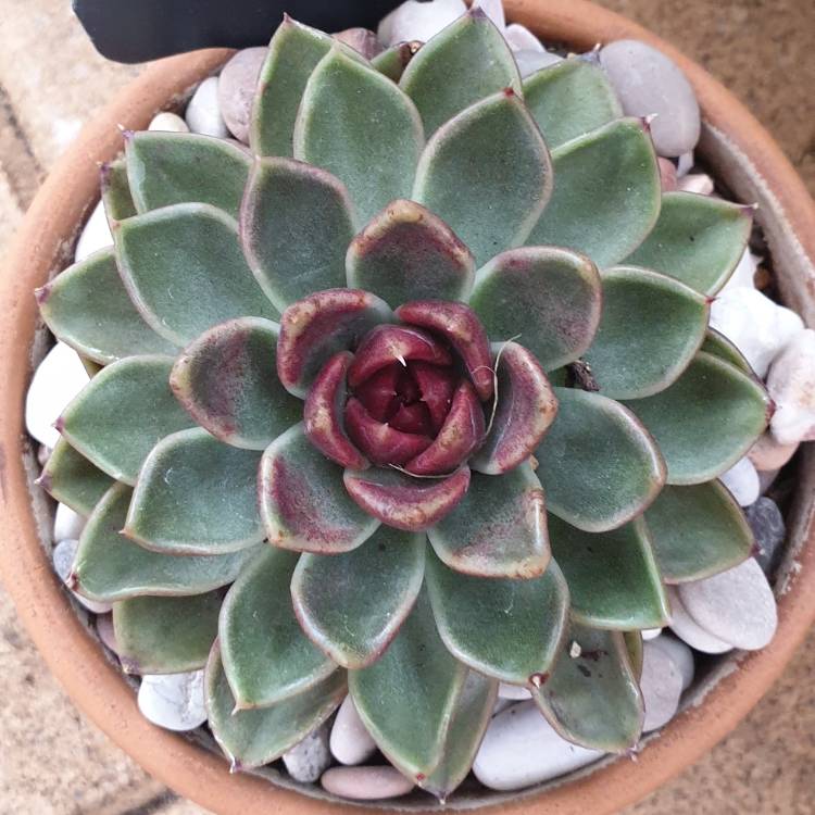 Plant image Echeveria Black Rose