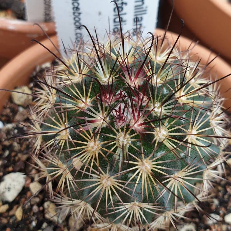 Plant image Mammillaria blossfeldiana 